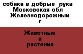 собака в добрые  руки - Московская обл., Железнодорожный г. Животные и растения » Собаки   . Московская обл.,Железнодорожный г.